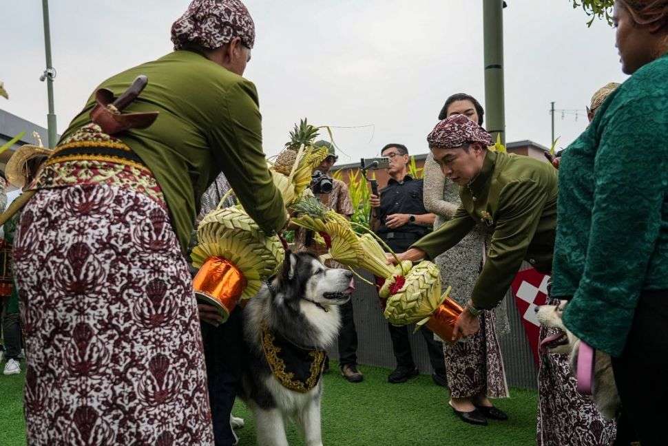 Viral Pernikahan Anjing Jojo-Luna Habiskan Rp200 Juta Berakhir Tinggal Terpisah, Lihat 8 Potretnya