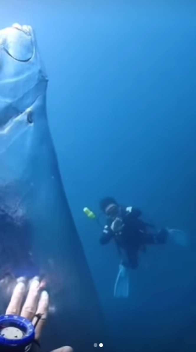 Viral Kemunculan `Ikan Kiamat` Gegerkan Medsos, Tubuhnya Berlubang Serem Banget, Lihat Potretnya
