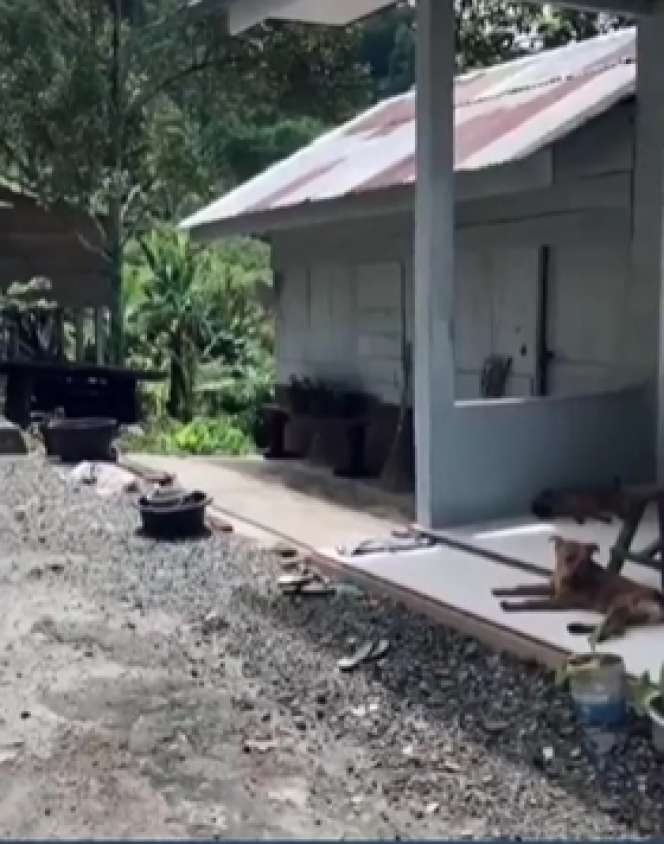 Viral Rumah Sederhana Pemandangannya Bak Resort Mewah, Dikelilingi Danau & Pegunungan, Lihat Potretnya Bak di Surga