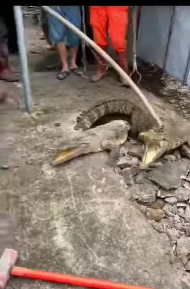Viral Detik-detik Penangkapan Tiga Buaya yang Muncul dari Dalam Jalan Beton, Kok Bisa? Ternyata...