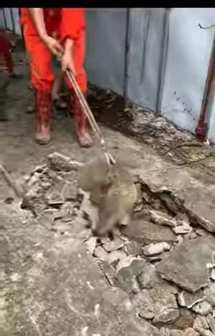 Viral Detik-detik Penangkapan Tiga Buaya yang Muncul dari Dalam Jalan Beton, Kok Bisa? Ternyata...