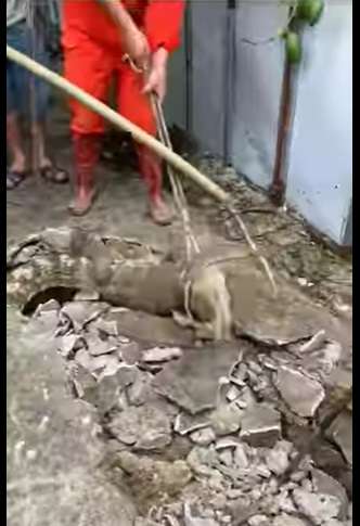 Viral Detik-detik Penangkapan Tiga Buaya yang Muncul dari Dalam Jalan Beton, Kok Bisa? Ternyata...