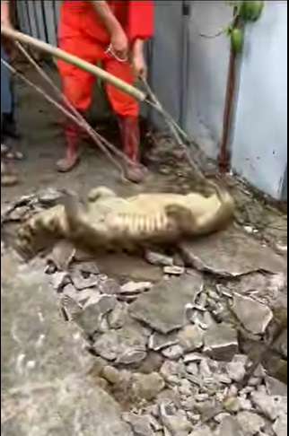 Viral Detik-detik Penangkapan Tiga Buaya yang Muncul dari Dalam Jalan Beton, Kok Bisa? Ternyata...