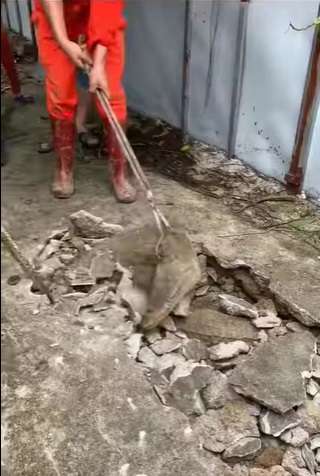 Viral Detik-detik Penangkapan Tiga Buaya yang Muncul dari Dalam Jalan Beton, Kok Bisa? Ternyata...