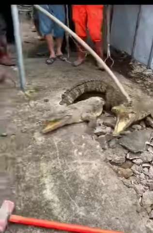 Viral Detik-detik Penangkapan Tiga Buaya yang Muncul dari Dalam Jalan Beton, Kok Bisa? Ternyata...