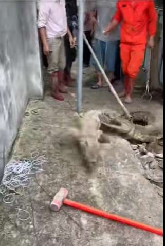 Viral Detik-detik Penangkapan Tiga Buaya yang Muncul dari Dalam Jalan Beton, Kok Bisa? Ternyata...
