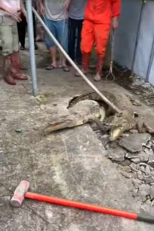 Viral Detik-detik Penangkapan Tiga Buaya yang Muncul dari Dalam Jalan Beton, Kok Bisa? Ternyata...