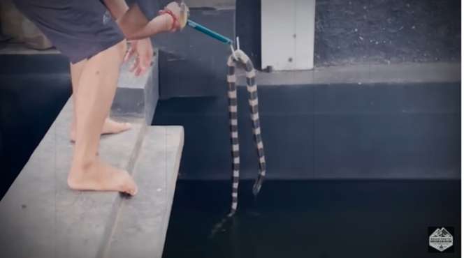 Hewan Berbisa Ini Kepergok Panji Petualang Masuk Blackhouse, Ternyata 6 Kali Lebih Kuat dari Ular Kobra!