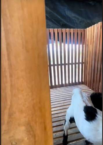 Potret Kandang Kambing Paling Estetik, Desainnya Mewah Bak Rumah Manusia, Netizen: `Kamar Tidurku Insecure`