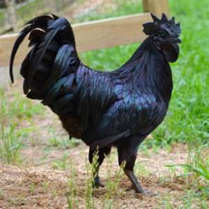 Ayam Lamborghini Khas Indonesia Laku Rp 29 Juta di Inggris Ayam Lamborghini Khas Indonesia Laku Rp 29 Juta di Inggris