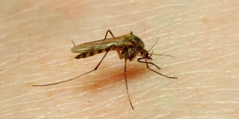 Bahan Alami Untuk Hilangkan Bekas Gigitan Nyamuk