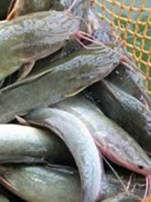 Hukum Mengonsumsi Ikan Yang Memakan Kotoran