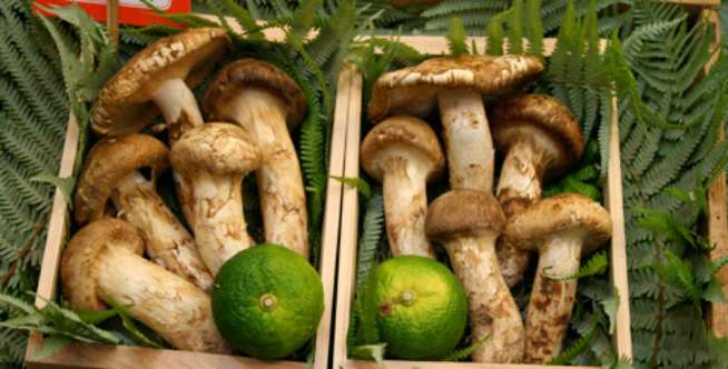 Jamur Matsutake