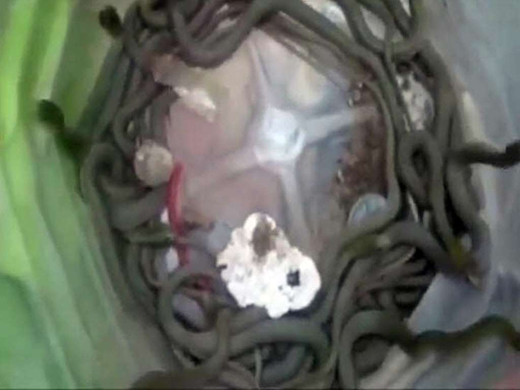 Terdengar Desis Misterius di Rumah, Setelah Dicek Ternyata..