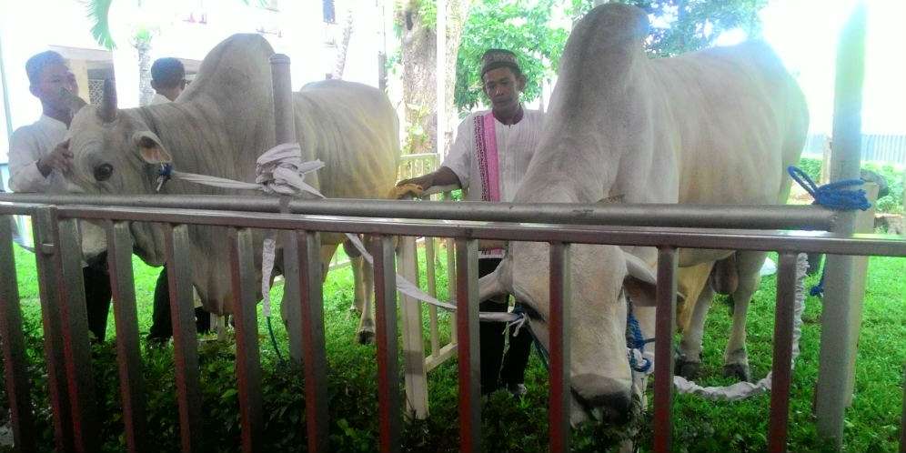 Tak Ada Pembagian Daging Kurban di Masjid Istiqlal