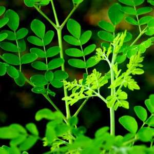 Mengobati Kesurupan dengan Daun Kelor?