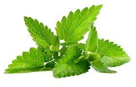 Daun Mint