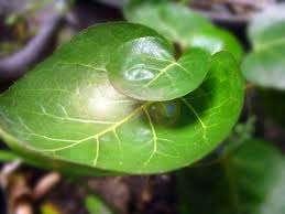 Daun Mangkokan
