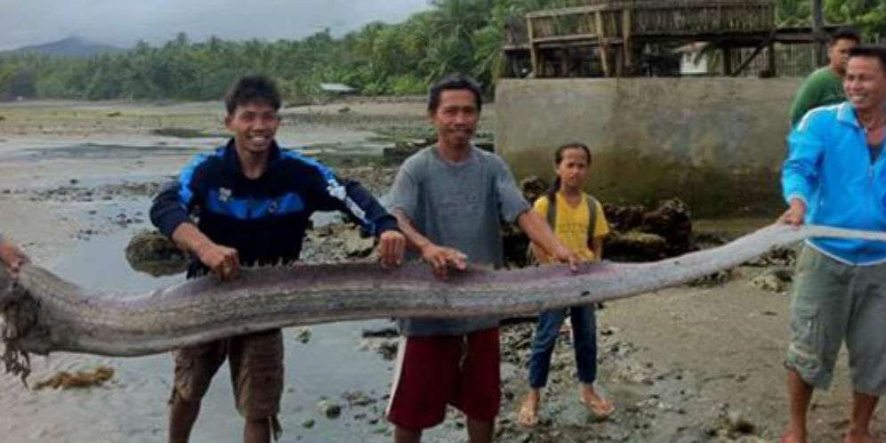 Ikan Oarfish Ditemukan Warga