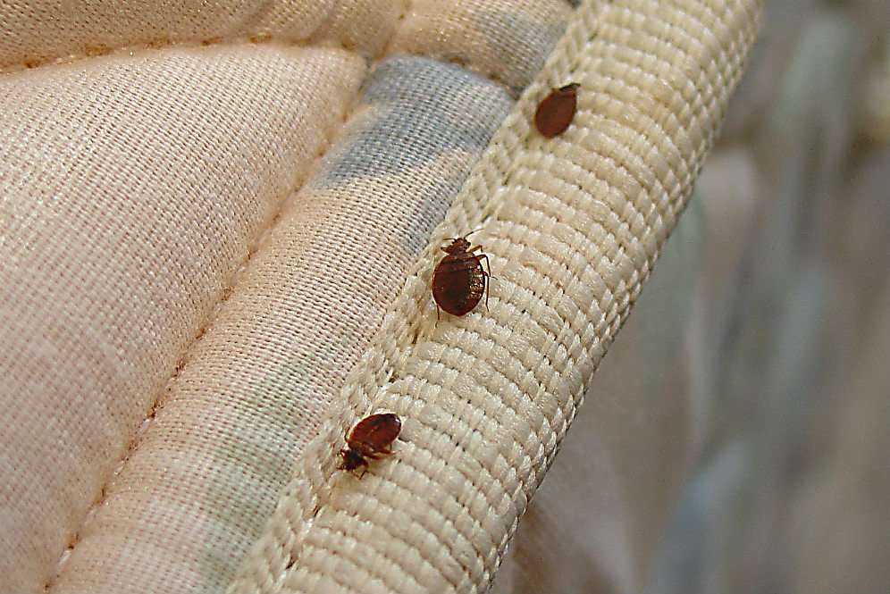 Waspada Bed Bugs, Si Pengisap Darah Bersarang di Kasur