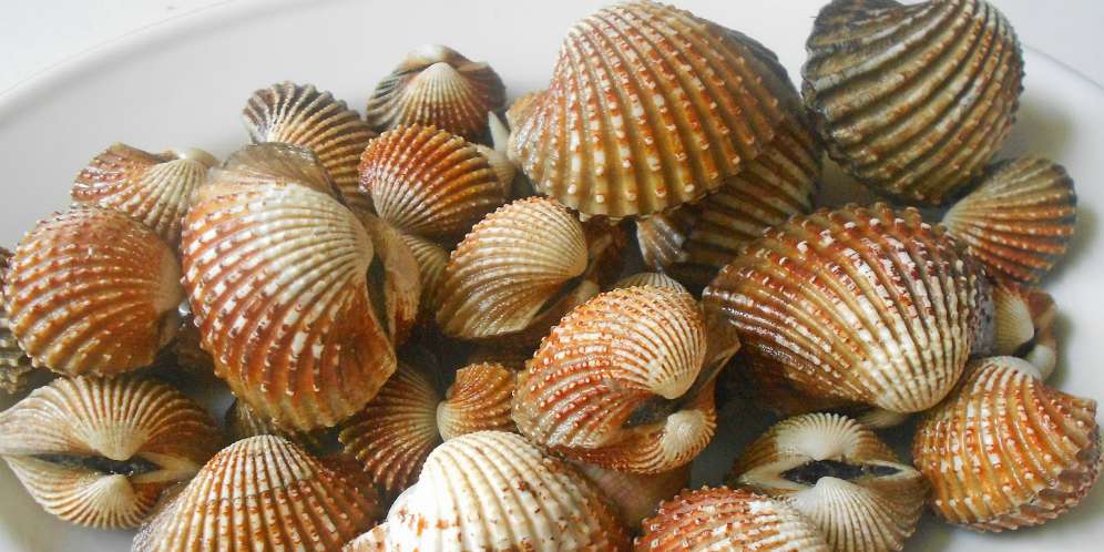 Tak Perlu Dihindari, Kerang Tetap Bisa Dikonsumsi