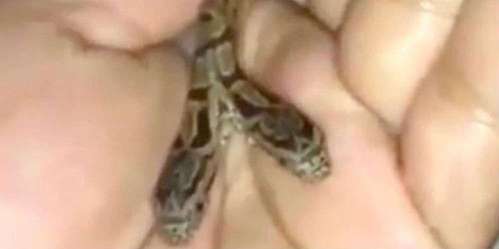 'Monster di Dunia Nyata' Berwujud Ular Berkepala Dua 'Monster di Dunia Nyata' Berwujud Ular Berkepala Dua