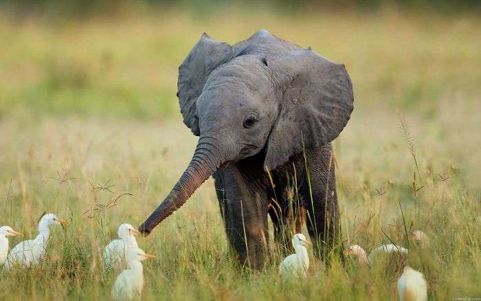 Tingkah Lucu Bayi Gajah
