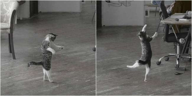 Kucing Gemesin
