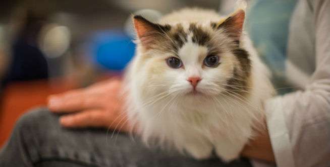 Kenapa Kucing Menggosokkan Kepalanya ke Manusia Kenapa Kucing Menggosokkan Kepalanya ke Manusia