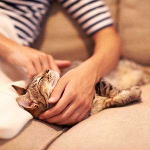 Terungkap! Kenapa Kucing Suka Dielus di Bagian Kepala