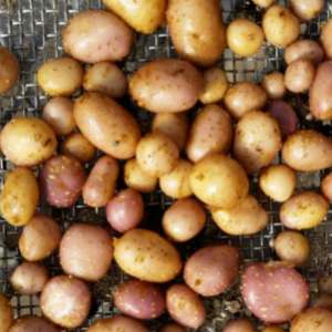 Spesies Kentang Purba dari 10.900 Tahun Lalu Ditemukan