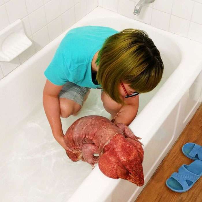 MacGyver the Lizard MacGyver the Lizard