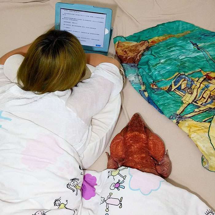 MacGyver the Lizard MacGyver the Lizard