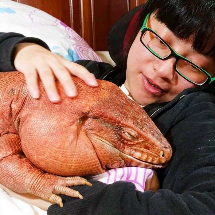 MacGyver the Lizard MacGyver the Lizard