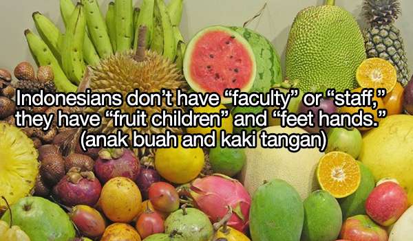Ungkapan Lucu