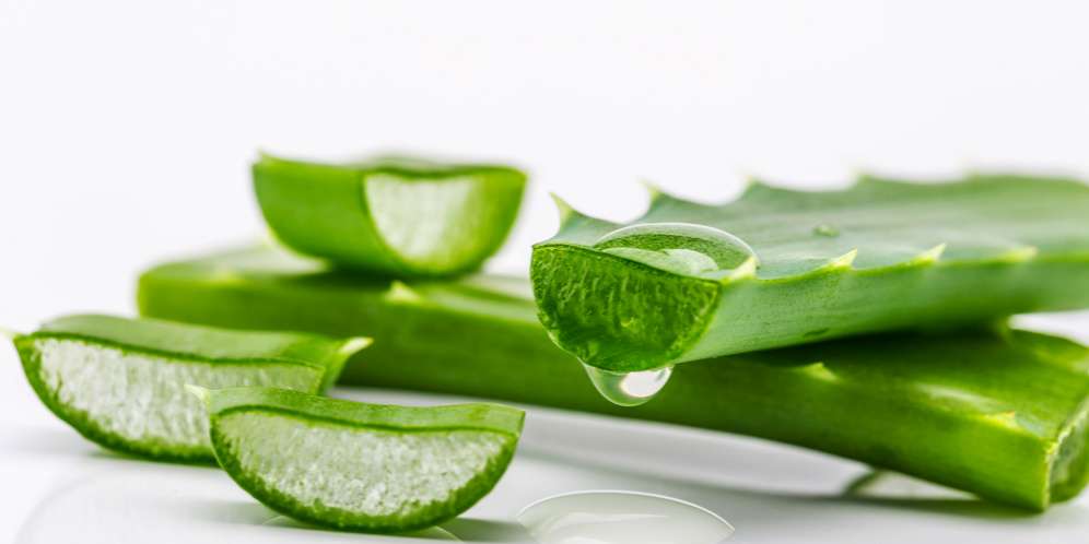 Manfaat Mengejutkan Lidah Buaya untuk Kecantikan