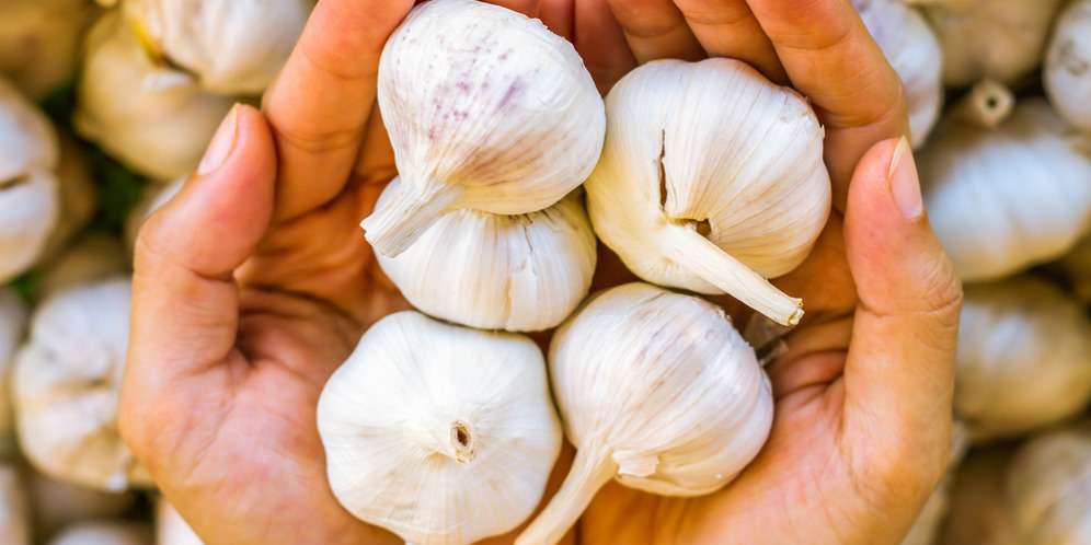 Khasiat Bawang Putih Sembuhkan Penyakit Ternyata Bukan Mitos