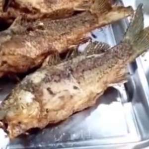 Heboh! Ikan Digoreng Garing Ternyata Hidup Lagi