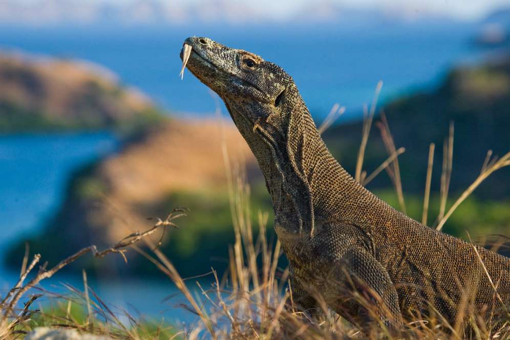 Taman Nasional Komodo