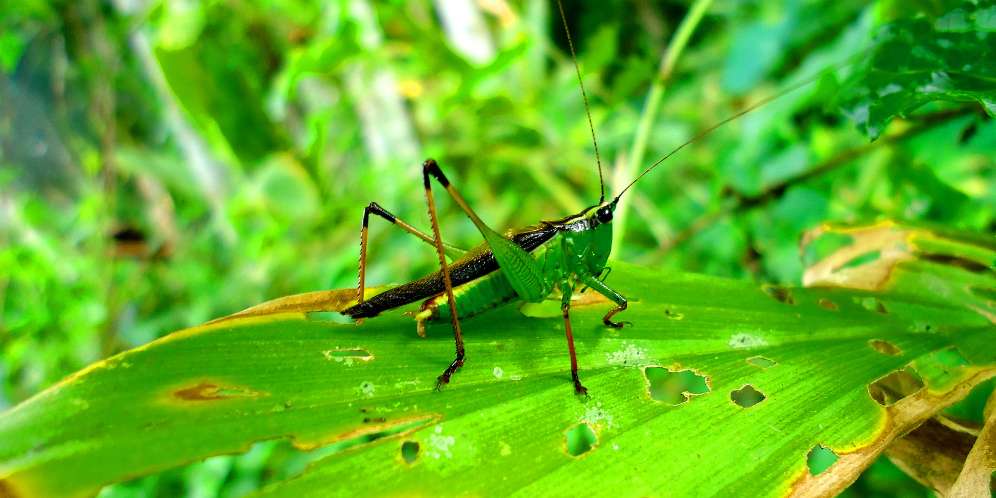 Tak Semua Bangkai Haram, Ini Boleh Dimakan Tak Semua Bangkai Haram, Ini Boleh Dimakan