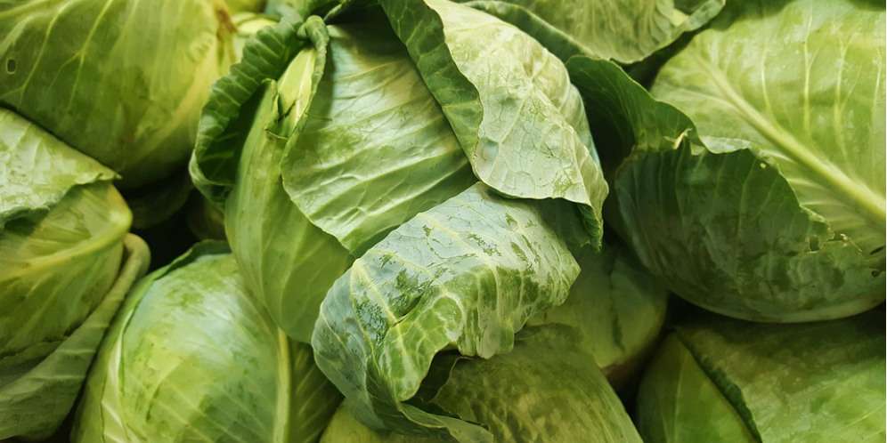 Tak Disangka, Daun Kol Efektif Redakan Nyeri Menyusui