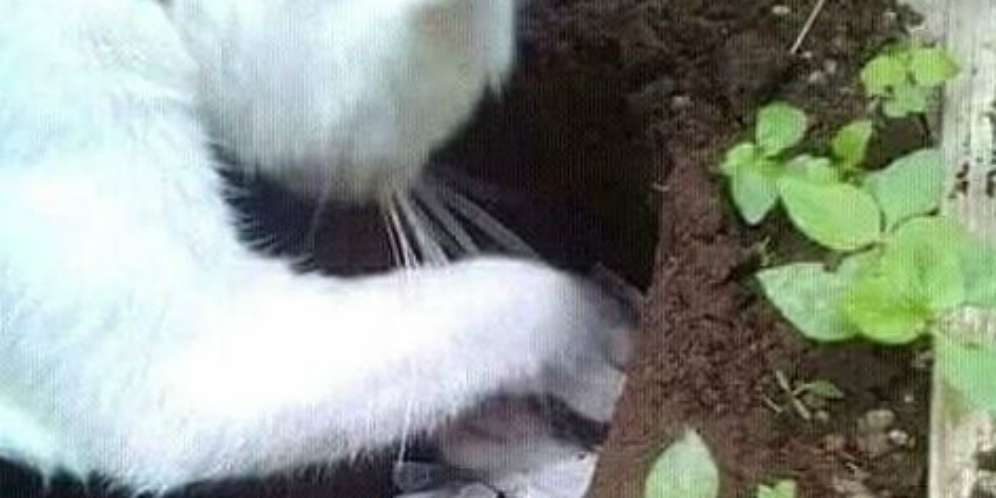 Kecupan Terakhir Ibu Kucing Sebelum Kubur Sendiri Bangkai Anaknya