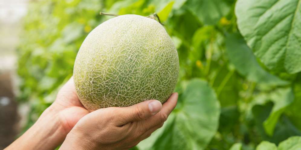 Lagi Ngehits, Harga Melon Ini Sentuh Ratusan Ribu per Kg