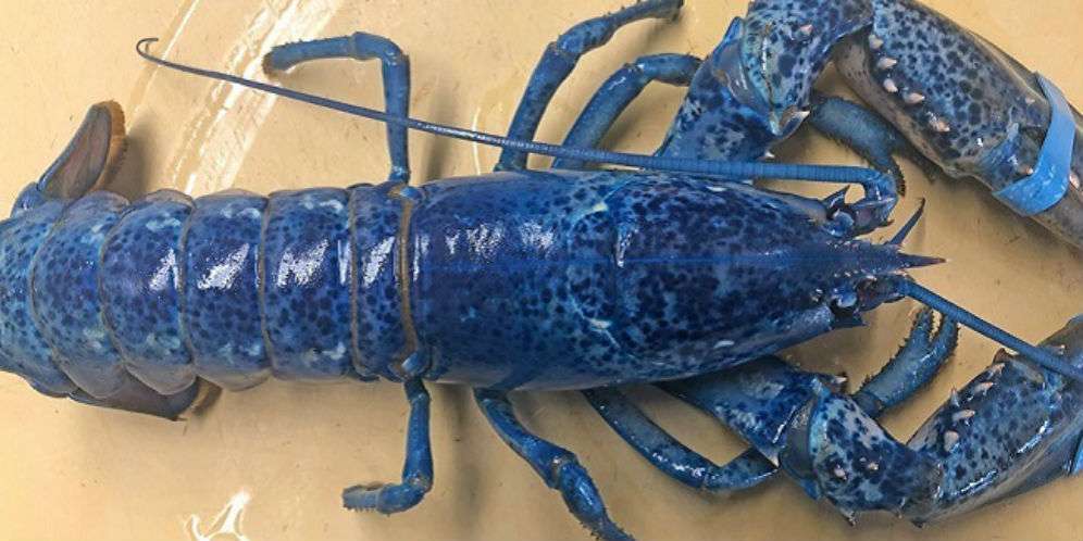 Geger Lobster Langka Dikirim ke Dapur Restoran Ternama