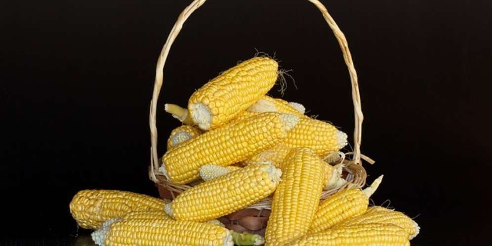 5 Manfaat Jagung bagi Kesehatan Tubuh