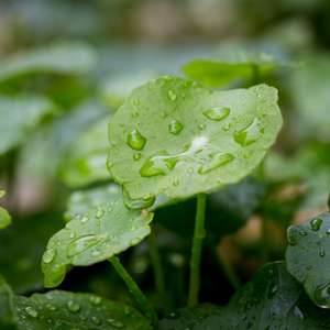 Manfaat Daun Pegagan, Centella Asiatica yang Populer!