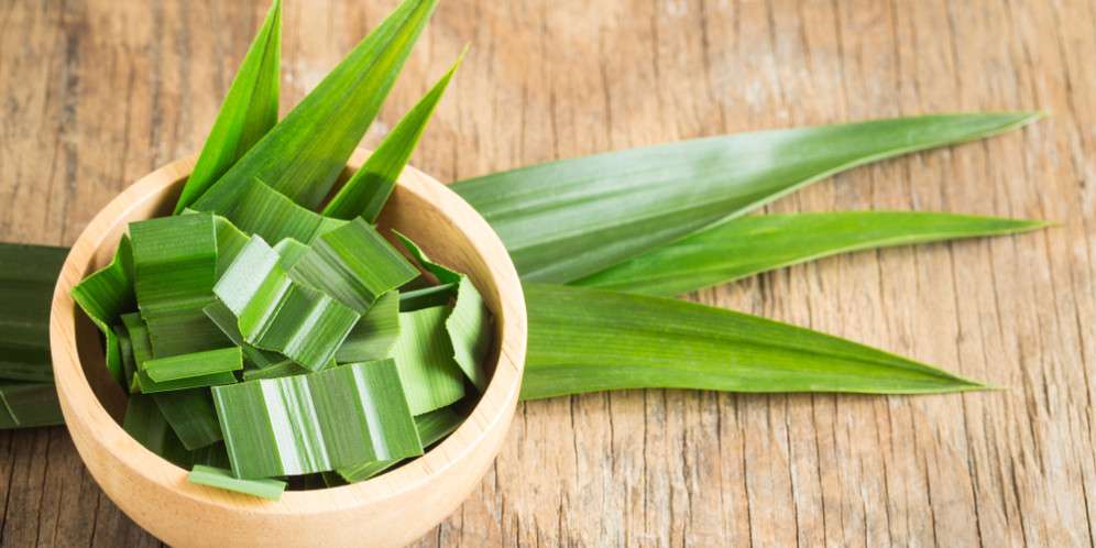 22 Manfaat Daun Pandan untuk Kesehatan Tubuh, Tak Perlu Diragukan Lagi
