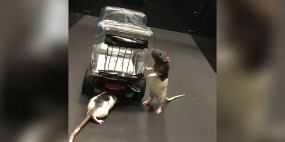 Nggak Disangka, Tikus Ternyata Bisa Setir Mobil
