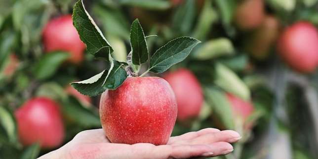 1. Jenis Buah: Apel