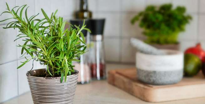 2. Rosemary